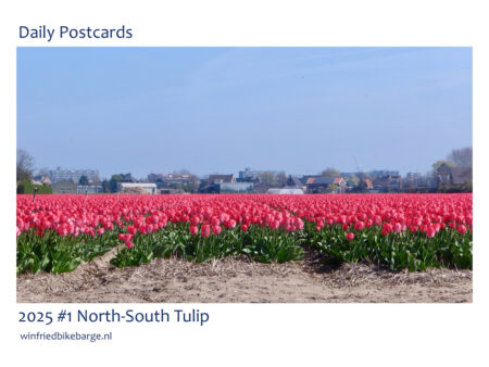 2025 tour #1 North-South Tulip