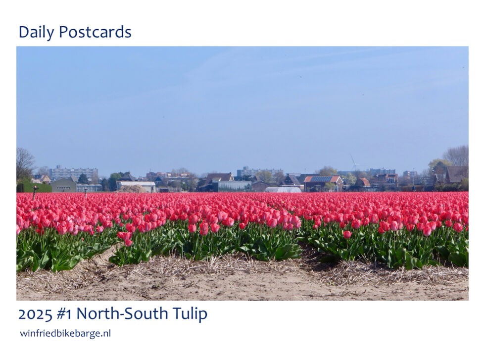 2025 tour #1 North-South Tulip